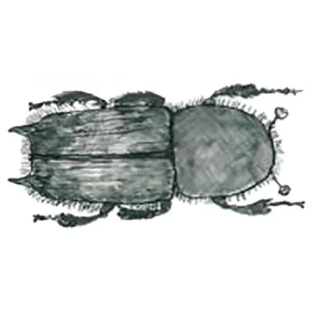 Pityokteines curvidens